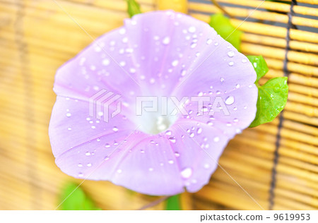 A morning glory image that gets wet in morning dew. 9619953