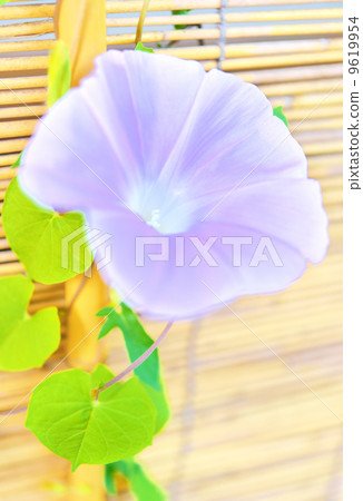 在晨露中弄濕的牽牛花圖像。 9619954