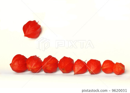 Physalis 9620031