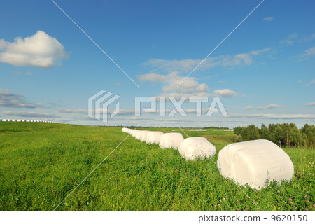 Hay bales 9620150