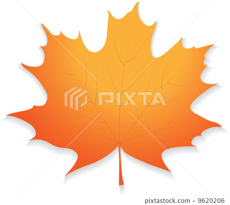 maple leaf 9620206