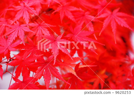 红叶 照片 momiji的秋叶 首页 照片 植物_花 树_树木 红叶 momiji的