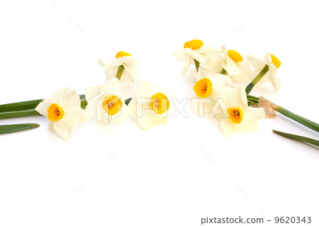Japan Narcissus Japan Narcissus 9620343