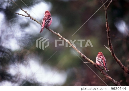 Male omasco Male omasco 9620344