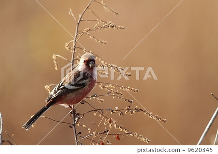 Benimashico male Benimashico male 9620345