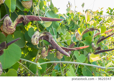 Aristolochia flower Aristolochia flower 9620347