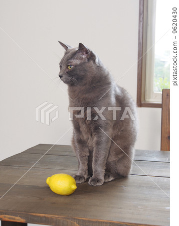Cats with lemon on tables 9620430
