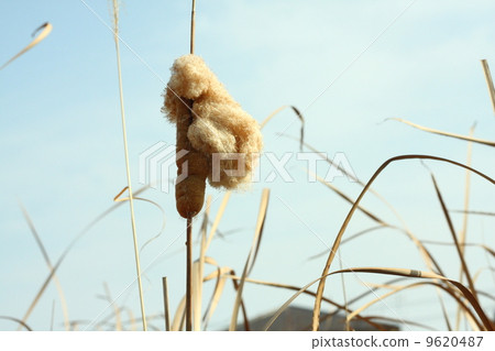 Gama's fluff 9620487