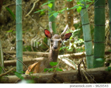 Wild deer 9620543