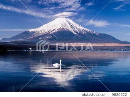 富士和傘雲和天鵝 富士和傘雲和天鵝 9620622