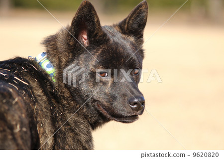 what? In case 9620820