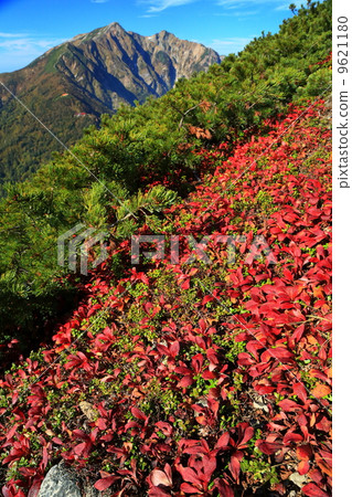 Autumnal leaves of Uraushima Azalea and Kashima Atsugatake from the Northern Alps · Ogatake Autumnal leaves of Uraushima Azalea and Kashima Atsugatake from the Northern Alps · Ogatake 9621180