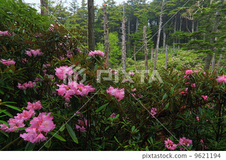 Rhuodendron-rhododendron種族社區Oku Chichibu / Cross Pass Rhuodendron-rhododendron種族社區Oku Chichibu / Cross Pass 9621194