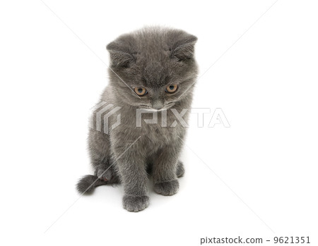 little kitten Scottish Straight breed isolated on white backgrou little kitten Scottish Straight breed isolated on white backgrou 9621351