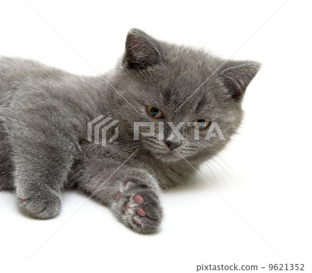 Scottish Straight breed kitten on white background 9621352