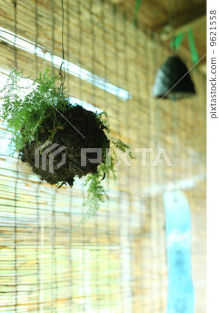 Kokedama 9621558