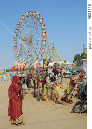 woman camels and ferris wheels at Pushkar camel fair woman camels and ferris wheels at Pushkar camel fair 9621836