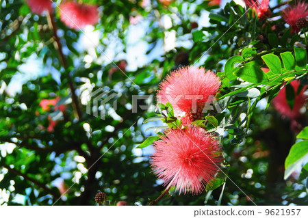 January tropical plant Cali Andorra and legume 24 January tropical plant Cali Andorra and legume 24 9621957