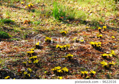 January flower Fukujuou · Buttercup family 105 9622016