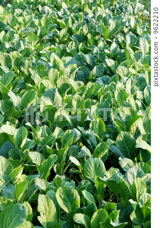 Chinese Kale fresh and good for health Chinese Kale fresh and good for health 9622210