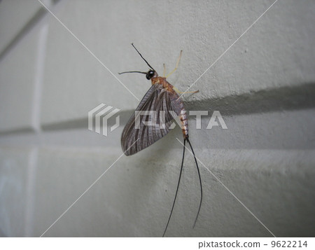 Tila honey Tila honey 9622214
