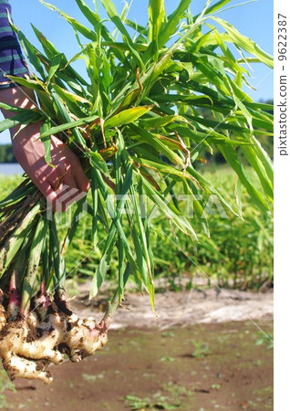 Freshly picked ginger Freshly picked ginger 9622387