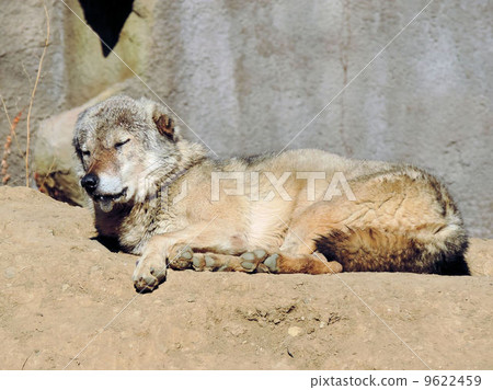 Tyrik狼/多摩動物園 9622459