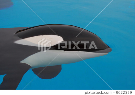 Killer whale Killer whale 9622559