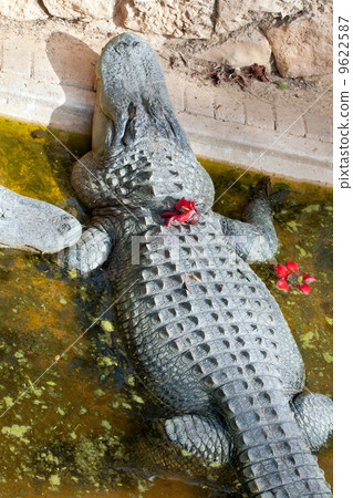 Cute crocodile 9622587
