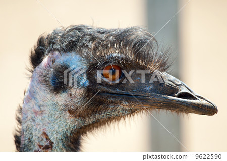 Ostrich emu 9622590