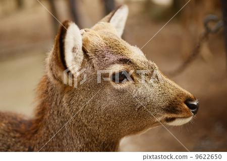 Animal welfare image 9622650