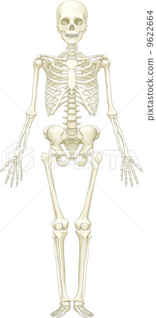 Human skeleton (front) 9622664