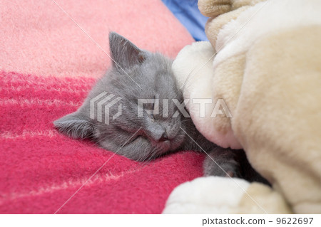 sleeping little kitten sleeping little kitten 9622697