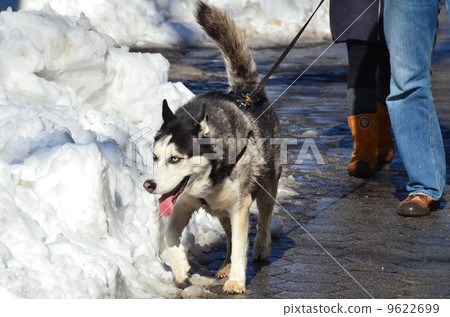 西伯利亞哈士奇犬 西伯利亞哈士奇犬 9622699