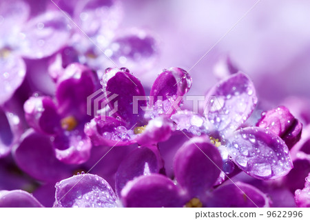flowers of a lilac blossom in the spring flowers of a lilac blossom in the spring 9622996