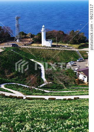 水仙土地@ Cape Echizen 水仙土地@ Cape Echizen 9623317