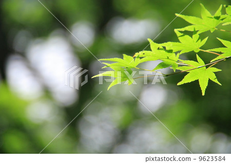 Fresh green maple Fresh green maple 9623584