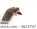 Hedgehog 9623747