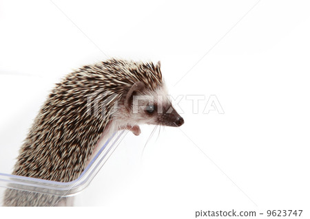 Hedgehog 9623747