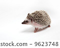 Hedgehog 9623748