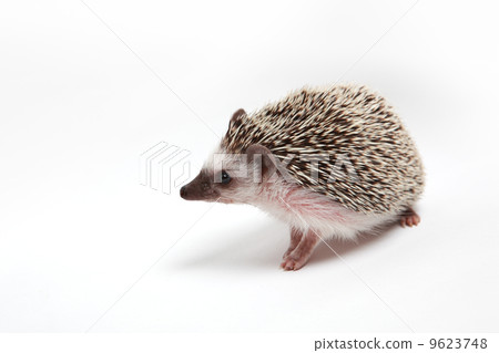 Hedgehog 9623748