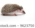 Hedgehog 9623750
