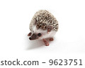 Hedgehog 9623751