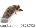 Hedgehog 9623752