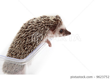 Hedgehog 9623752