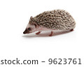 Hedgehog 9623761