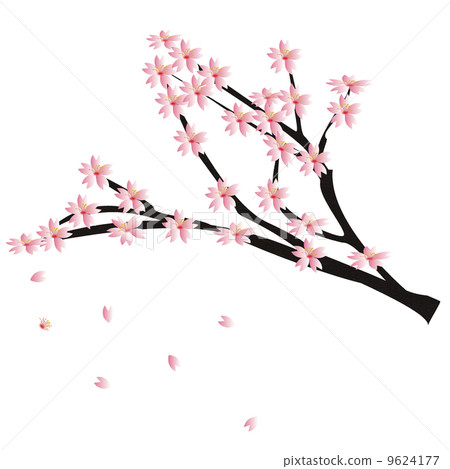 Cherry tree, flower 9624177