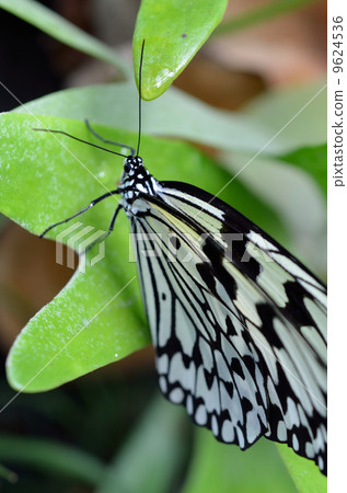 Butterflies 9624536