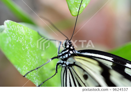Butterfly fish 9624537