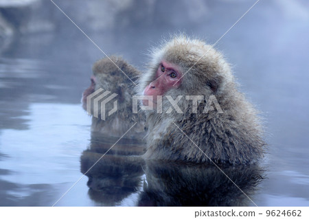 Snow monkey 9624662